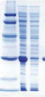 Glutathion Agarose.jpg